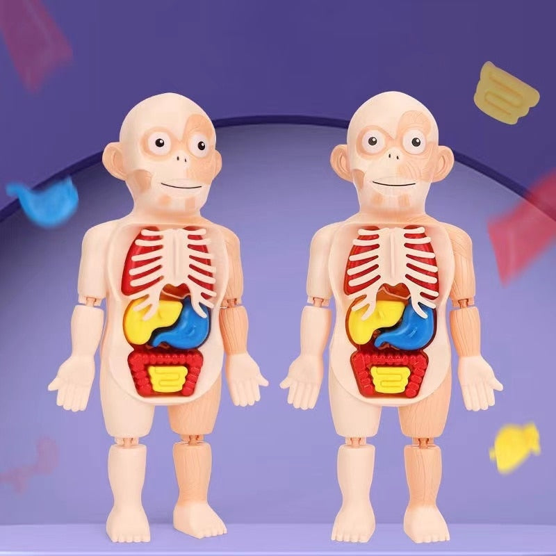 Boneco Corpo Humano 3D Educativo