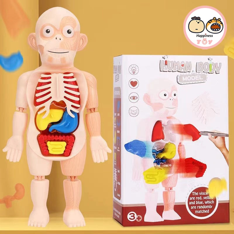 Boneco Corpo Humano 3D Educativo