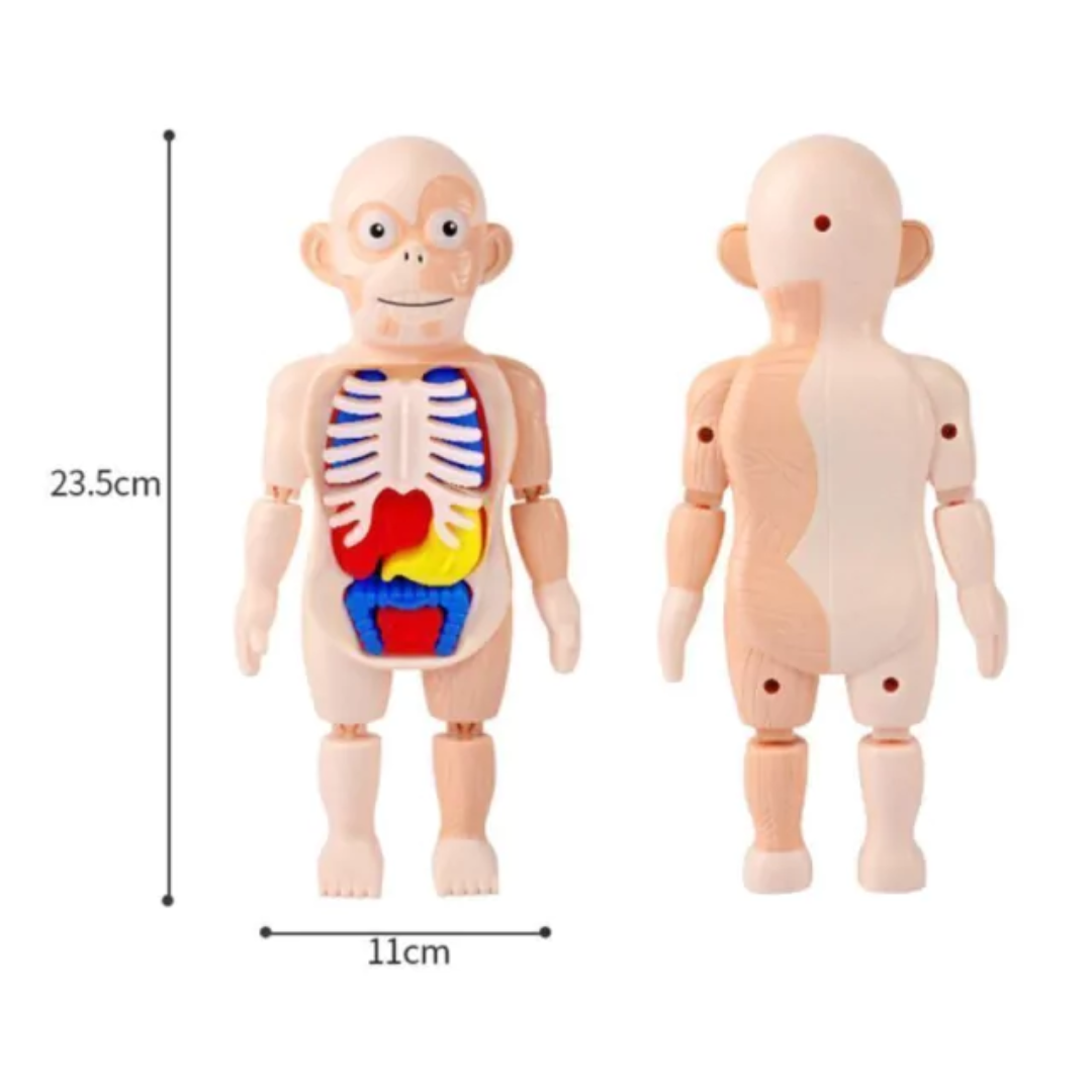 Boneco Corpo Humano 3D Educativo