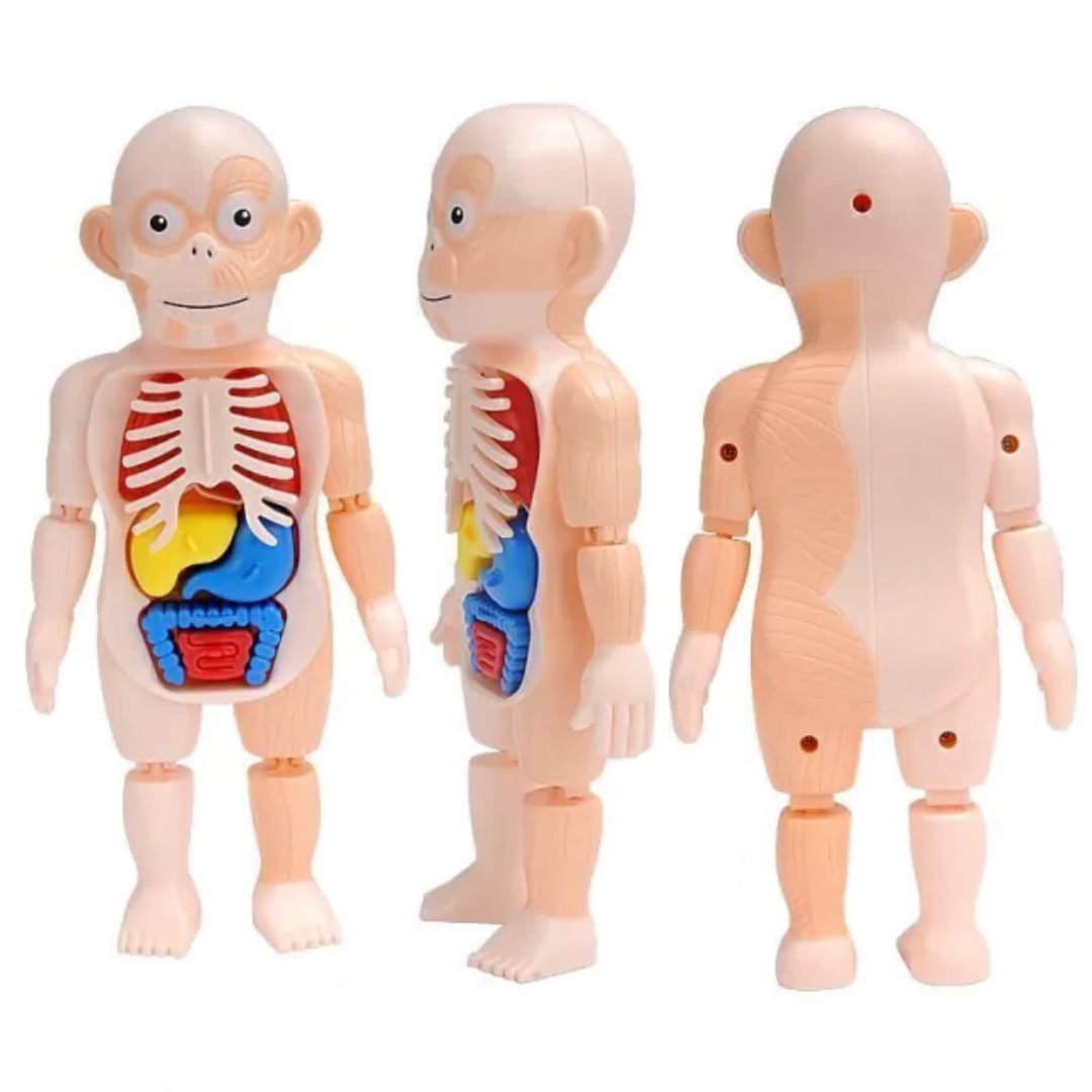 Boneco Corpo Humano 3D Educativo