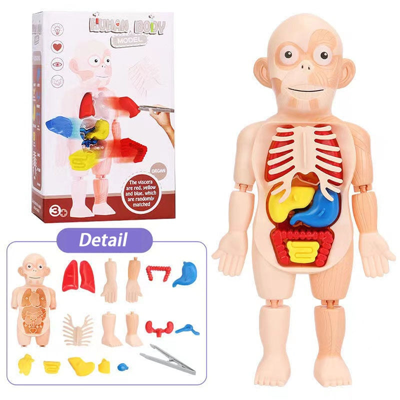 Boneco Corpo Humano 3D Educativo